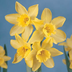 Daffodils classification, Daffodils types, Daffodils Groups, Narcissus classification, Narcissus types, Narcissus Groups, Narcissus Divisions, Daffodils Divisions